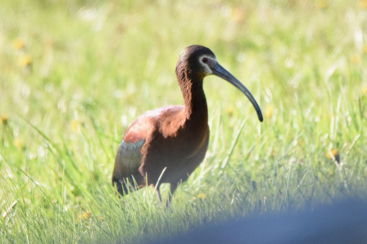 White-faced Ibis - Christopher Veale
