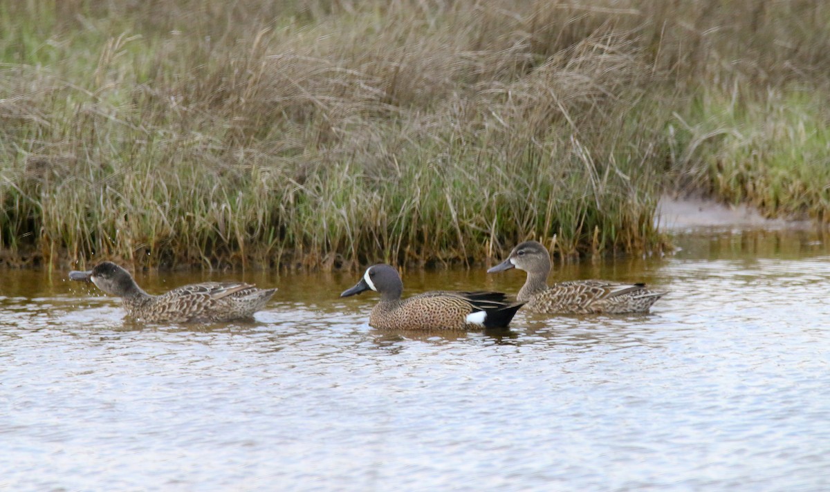 Blue-winged Teal - ML330059581