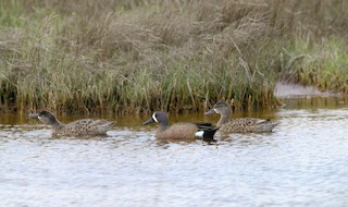 Blue-winged Teal, ML330059581