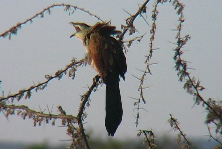 White-browed Coucal (White-browed) - ML330063071