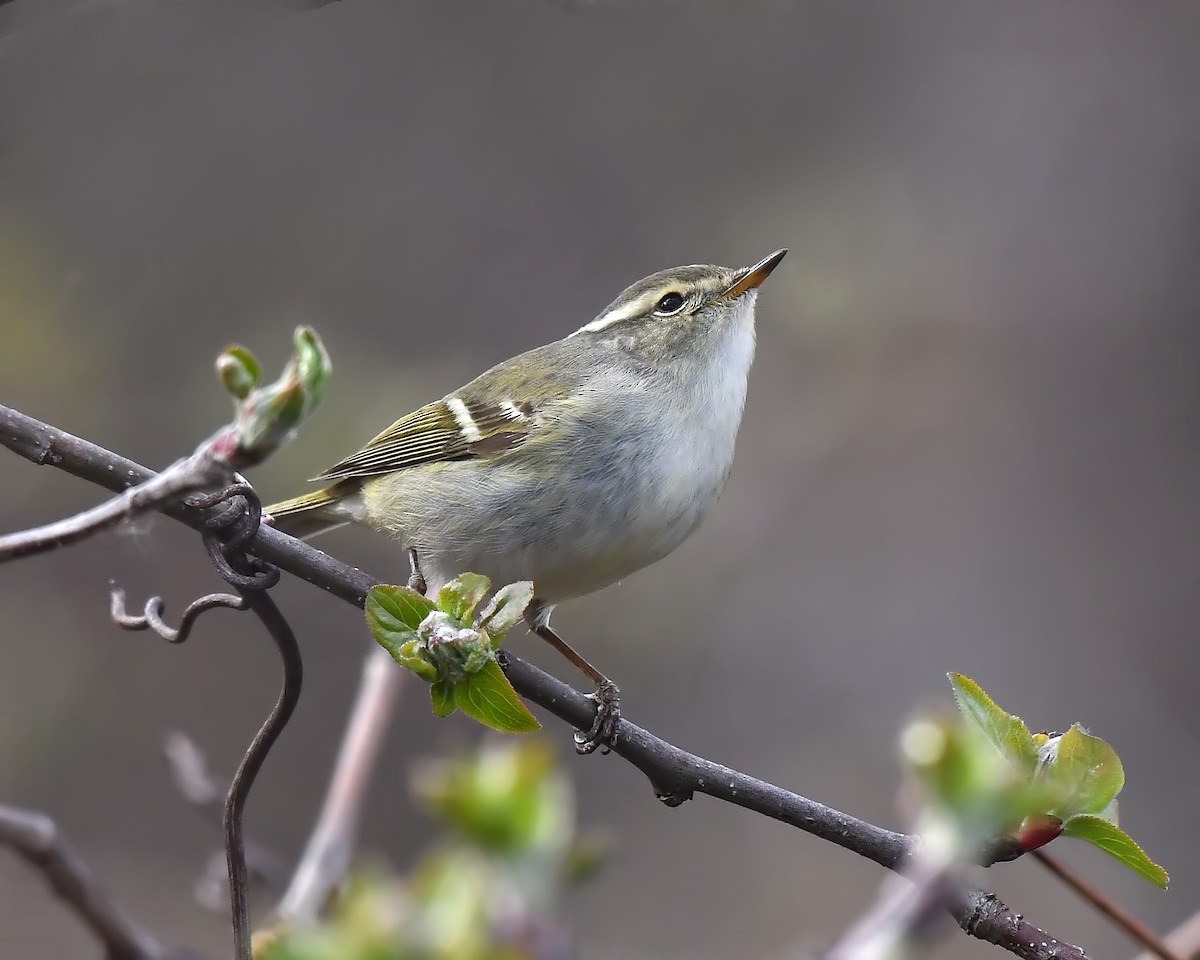 Yellow-browed Warbler - ML330067441