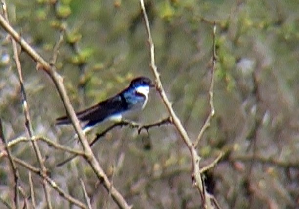 White-tailed Swallow - ML330069901