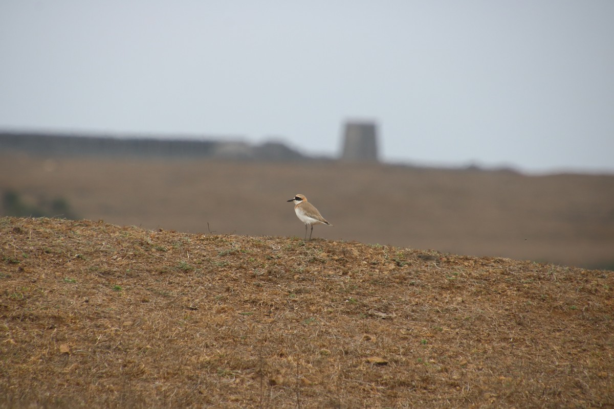 Greater Sand-Plover - Kuan Chih Yu