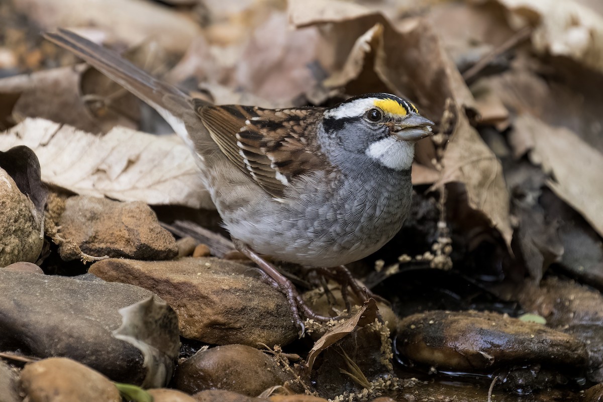 White-throated Sparrow - Matt Felperin