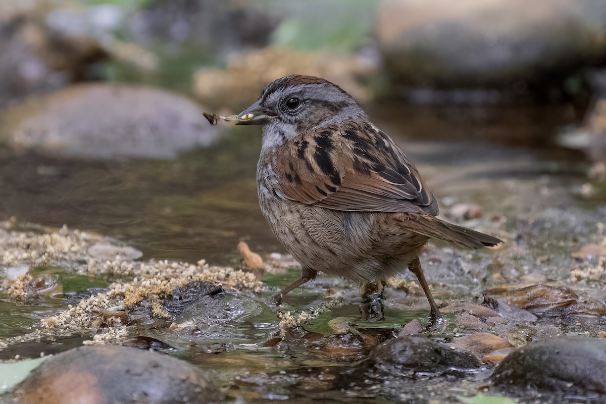 Swamp Sparrow - ML330074741