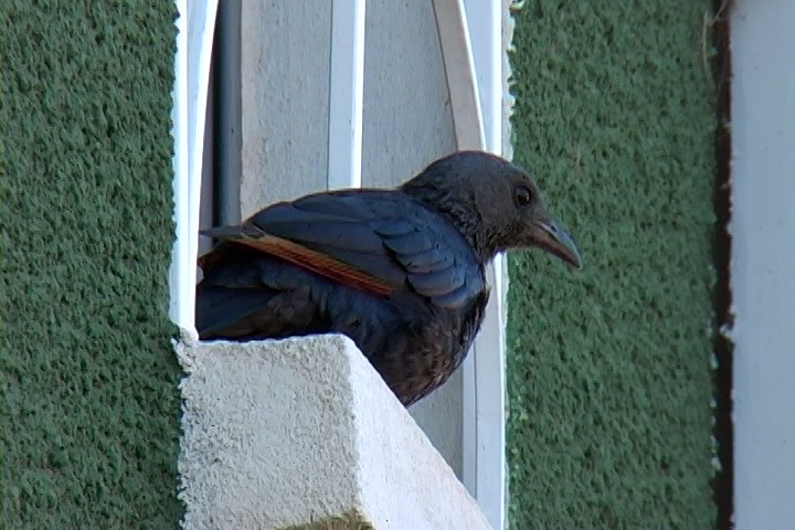 Red-winged Starling - ML330074891