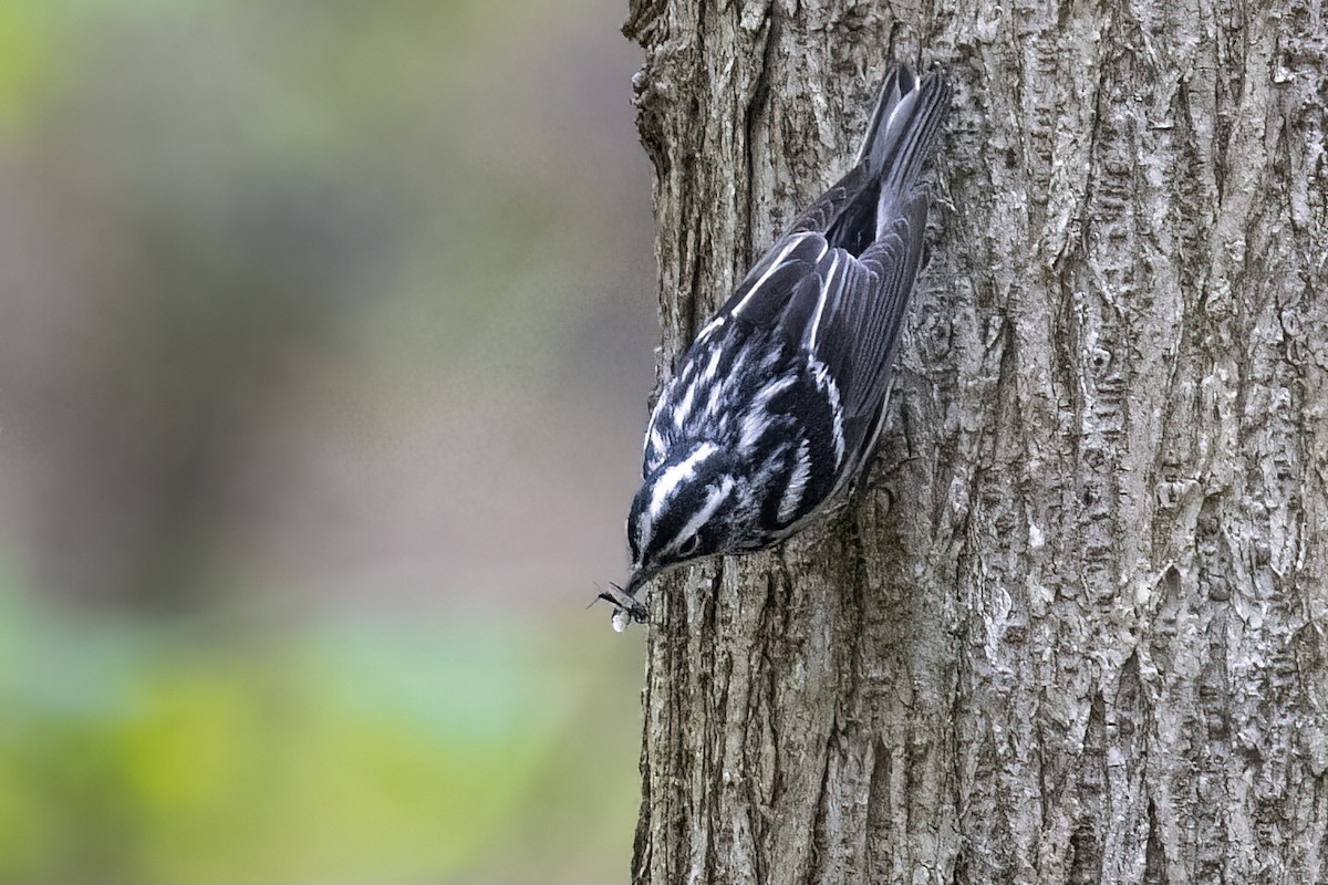 Black-and-white Warbler - ML330075891