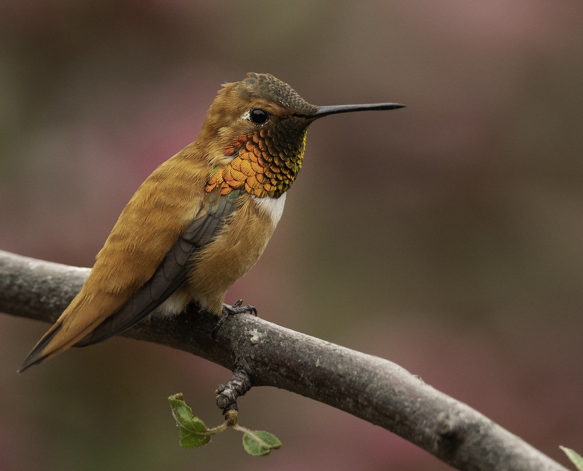 Rufous Hummingbird - ML330076151