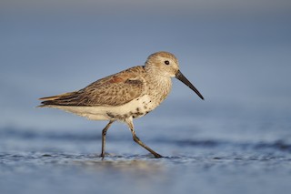 Dunlin