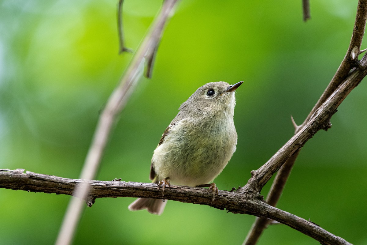 Ruby-crowned Kinglet - Brian Conn