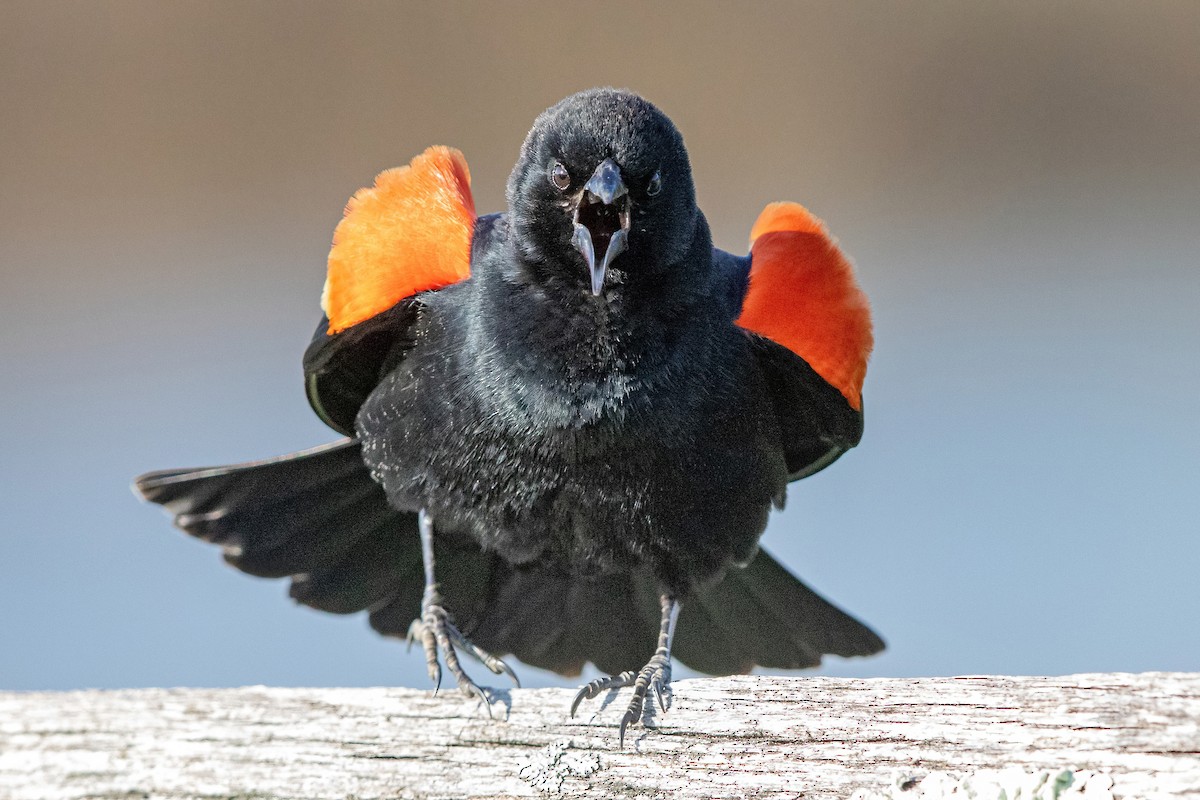Red-winged Blackbird (Red-winged) - Sam Zhang