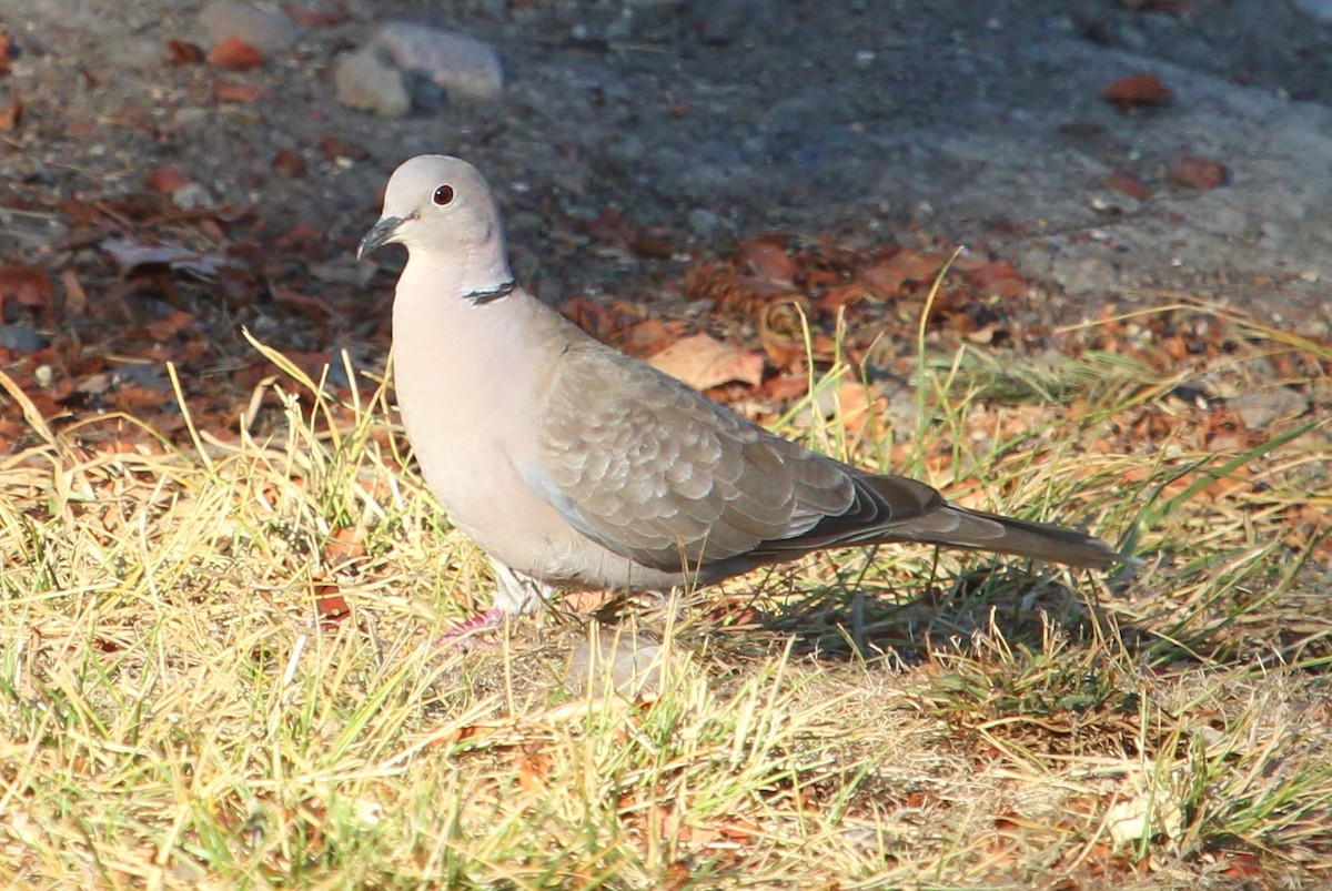 Eurasian Collared-Dove - John F. Gatchet