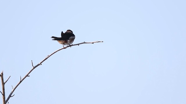 Cave Swallow (Caribbean) - ML330085671