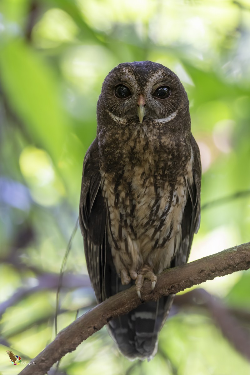 Mottled Owl - fernando Burgalin Sequeria
