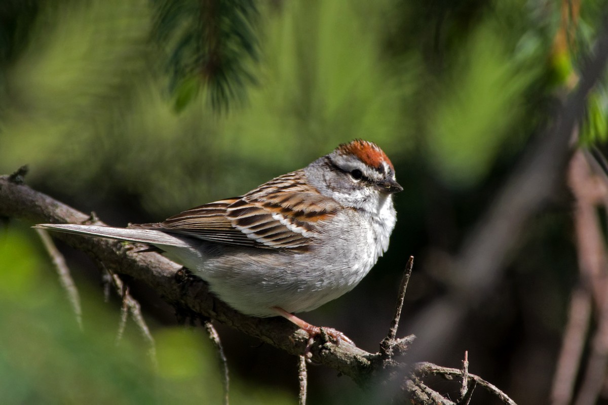 Chipping Sparrow - Rob Dickerson