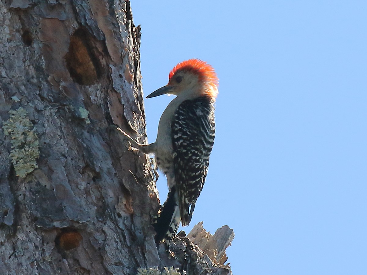 Red-bellied Woodpecker - ML330093951