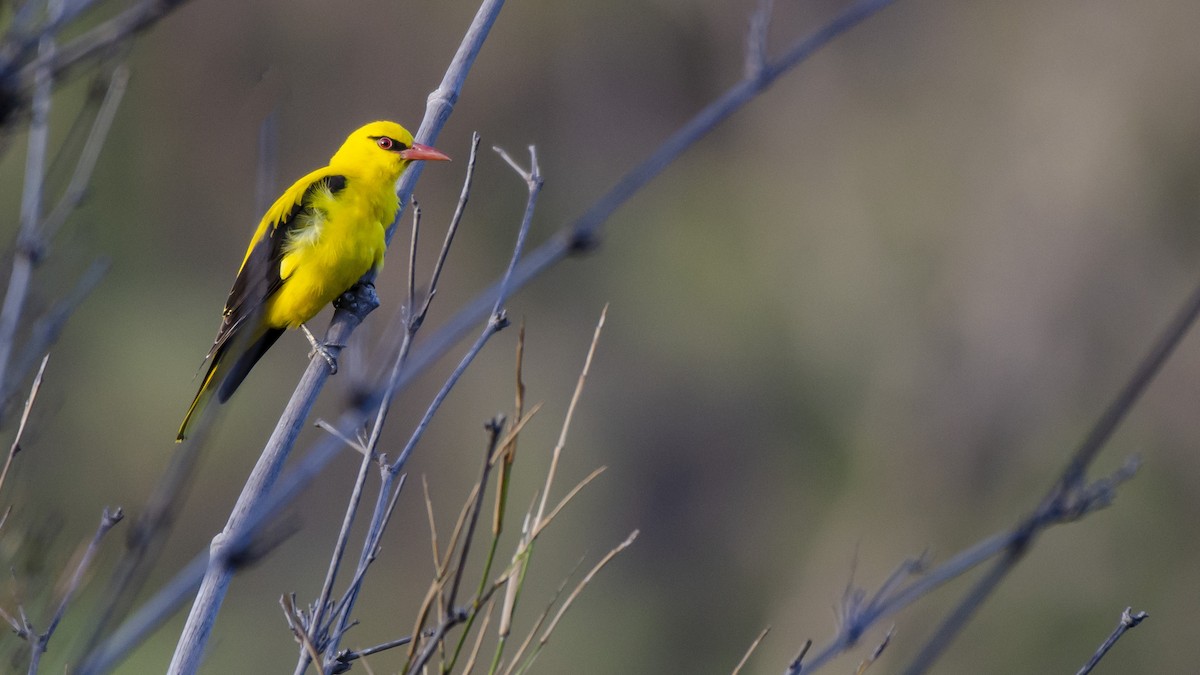 Indian Golden Oriole - ML330097671