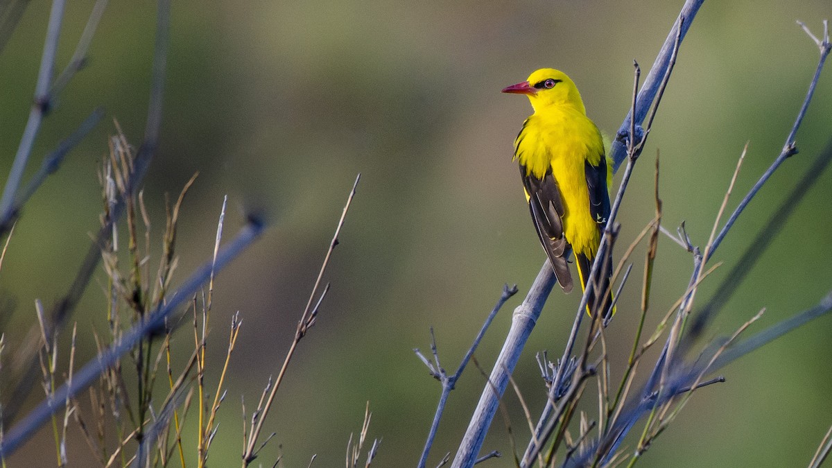 Indian Golden Oriole - ML330097681