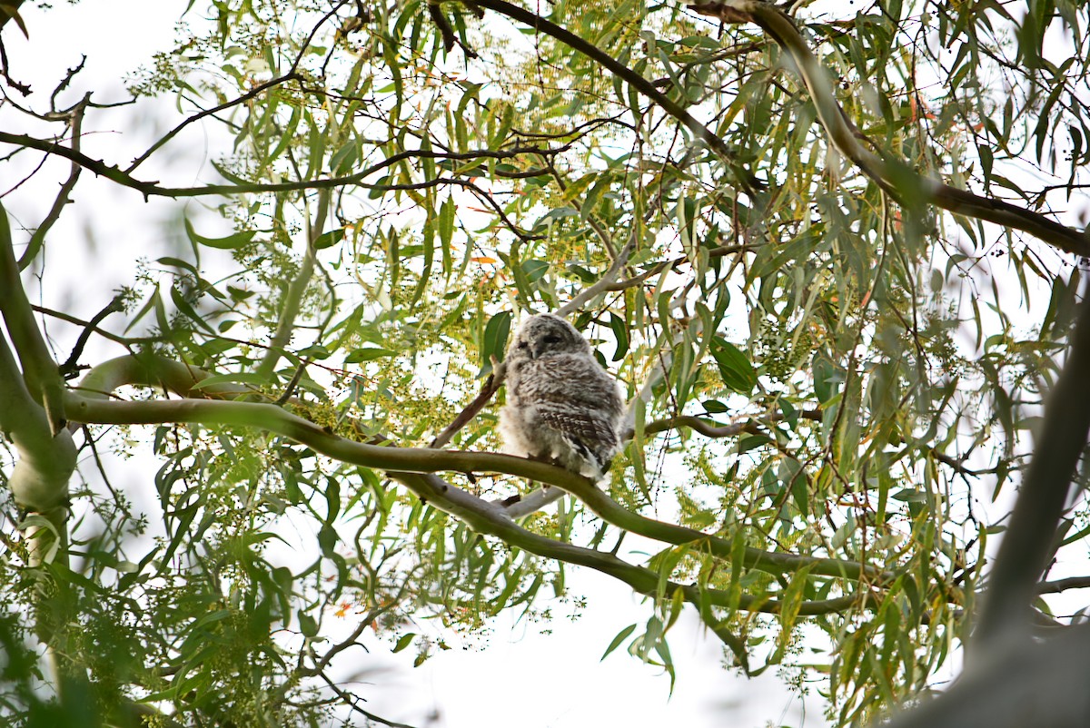 Tawny Owl - ML330100971