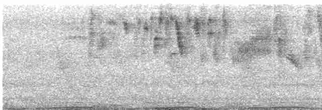 holub skalní (domácí) - ML330101451