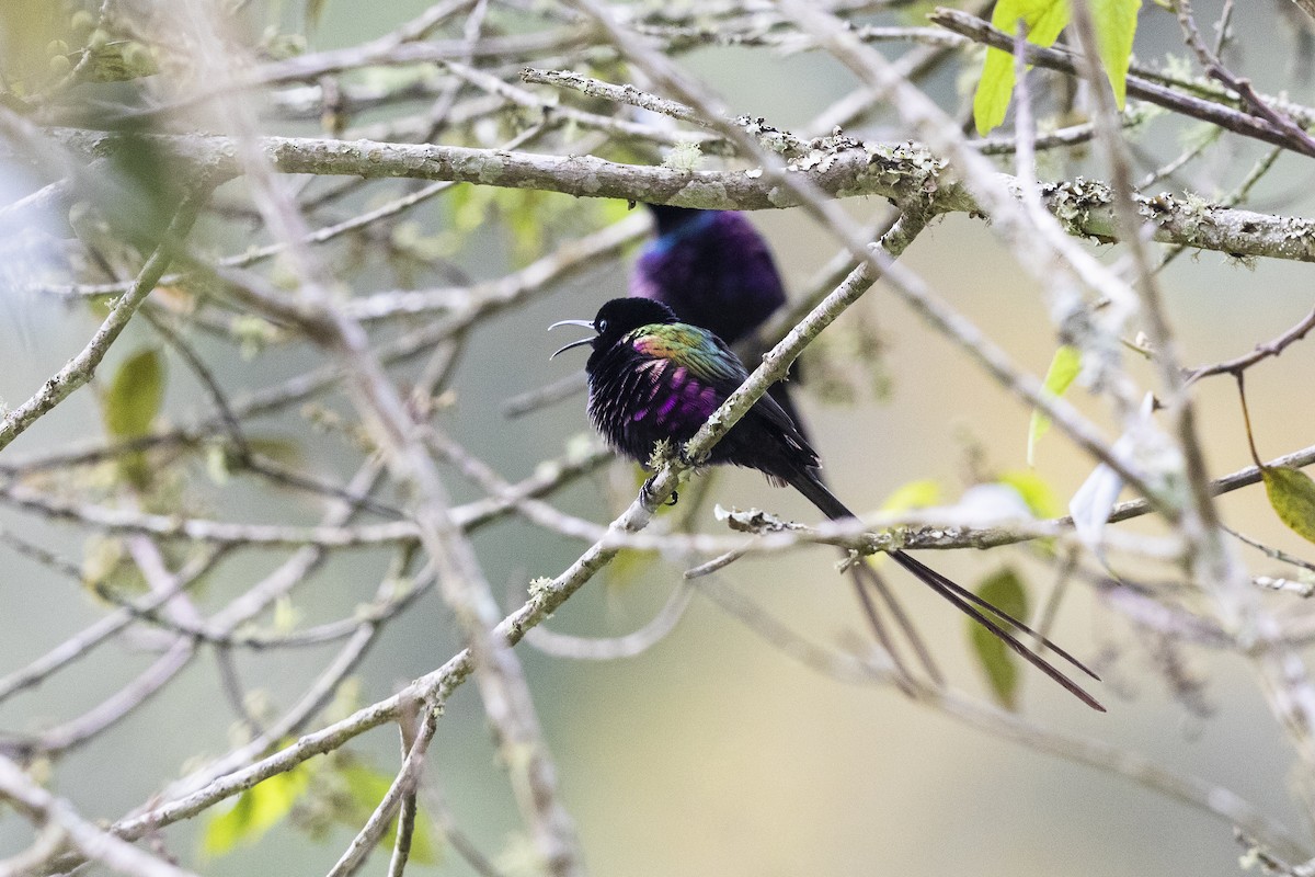 Purple-breasted Sunbird - ML330107221