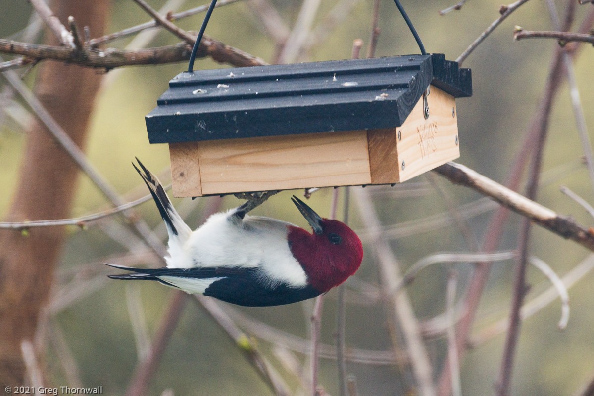 Red-headed Woodpecker - ML330107881