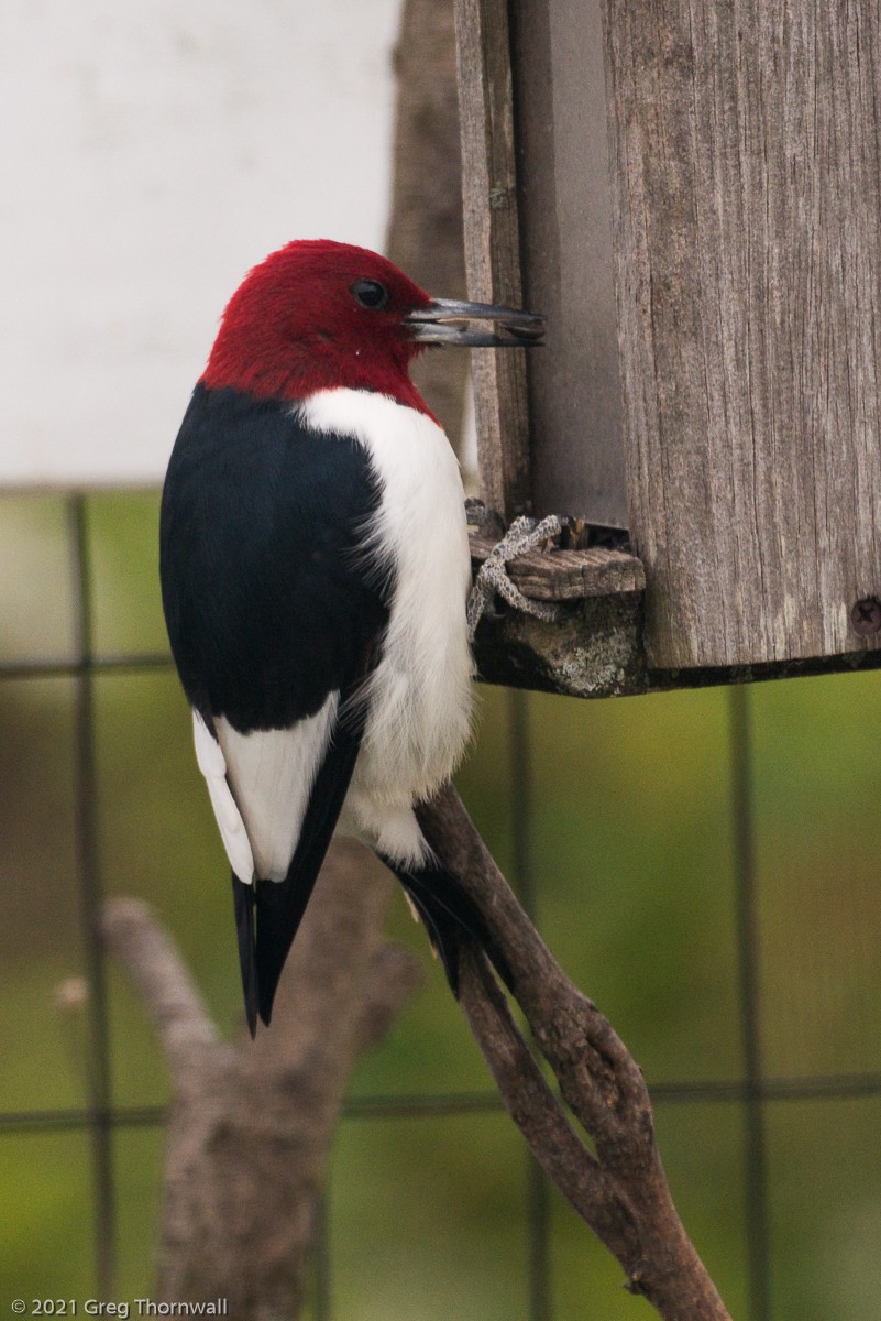 Red-headed Woodpecker - ML330107891
