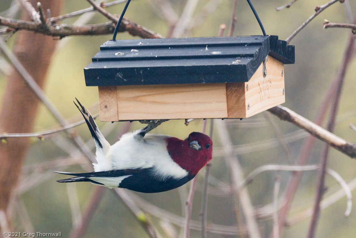 Red-headed Woodpecker - ML330107901