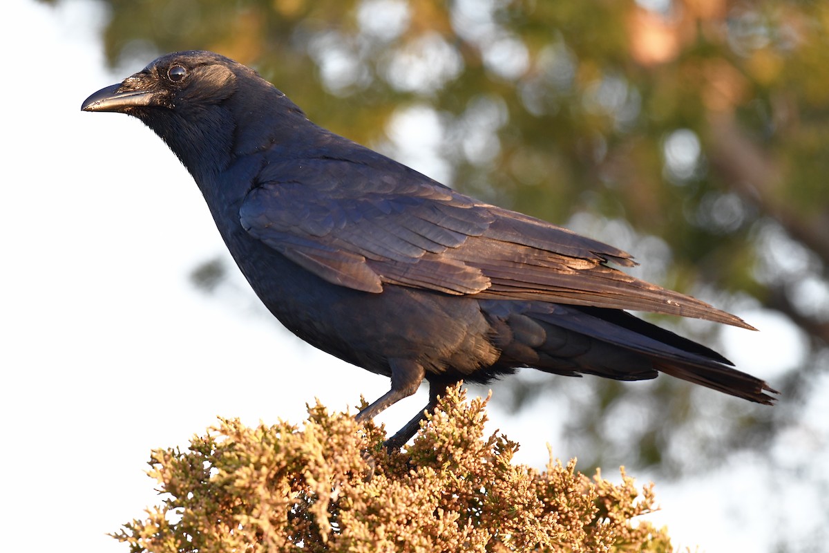 American Crow - ML330108821