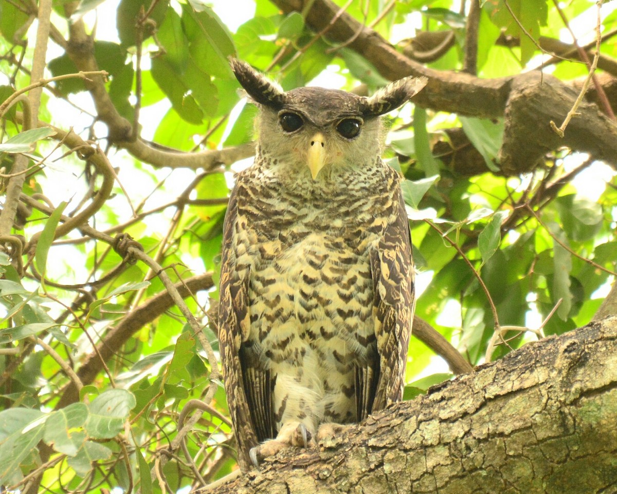 Spot-bellied Eagle-Owl - ML33011221