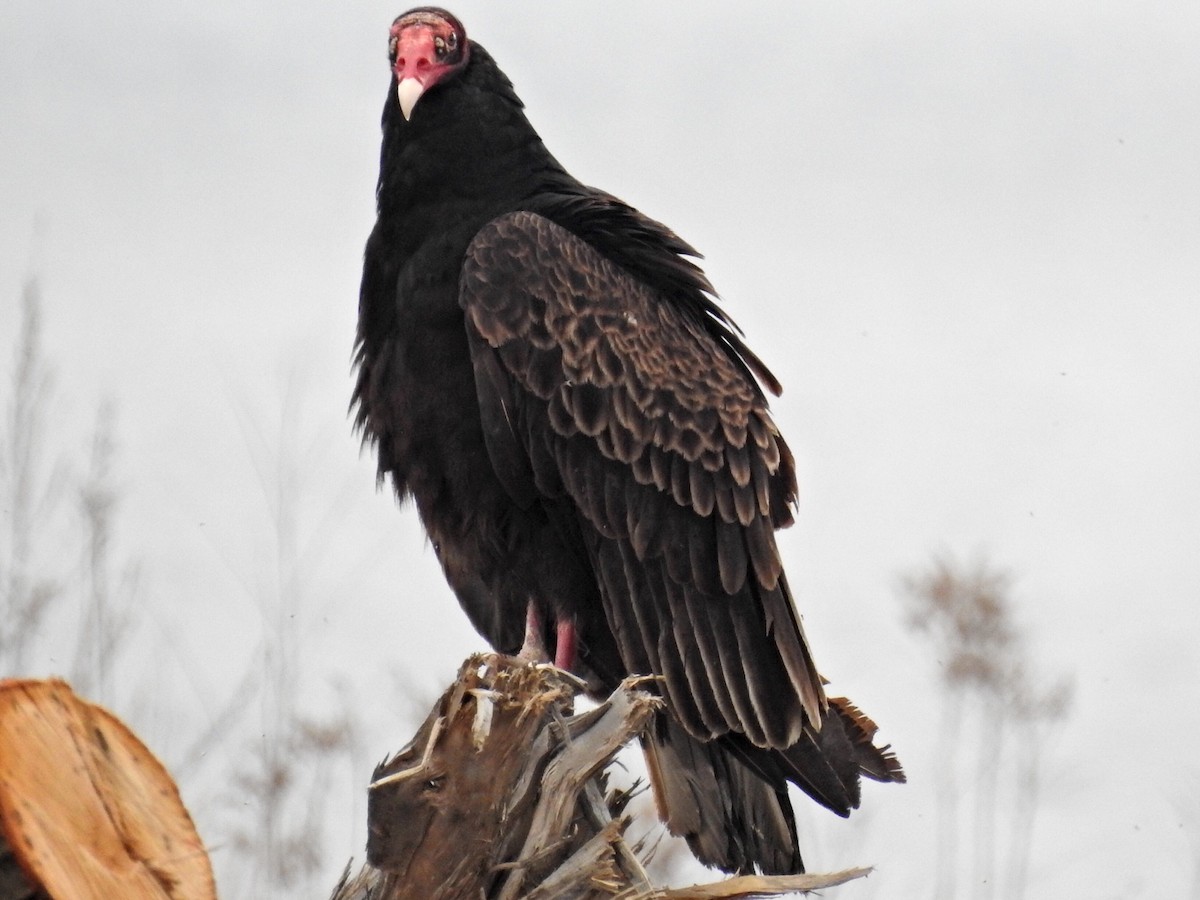 Turkey Vulture - Dave HH