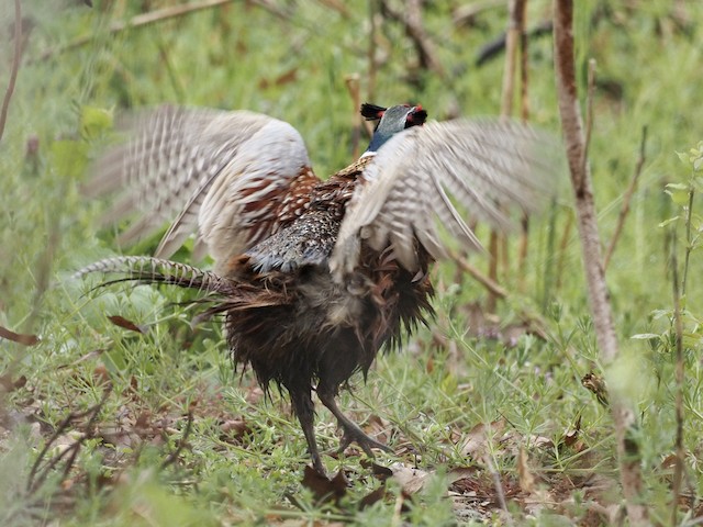 Ring-necked Pheasant - eBird