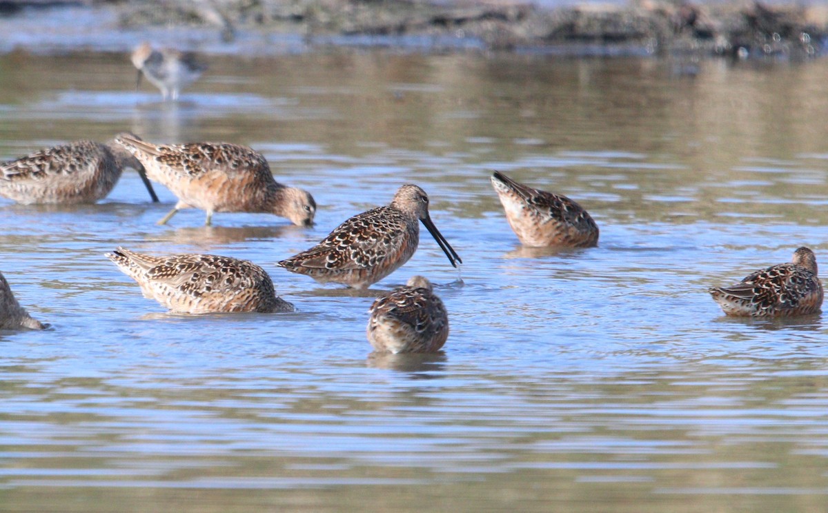 Long-billed Dowitcher - ML330117911