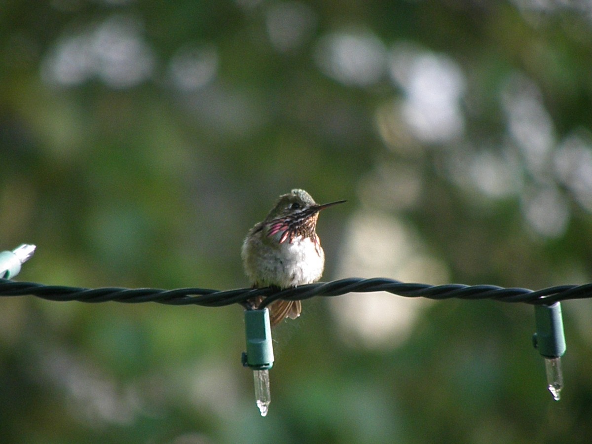 Calliope Hummingbird - Gary Bloomfield