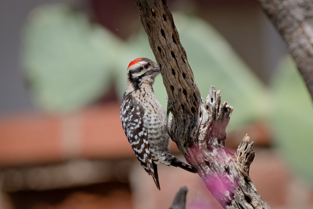 Ladder-backed Woodpecker - ML330122051