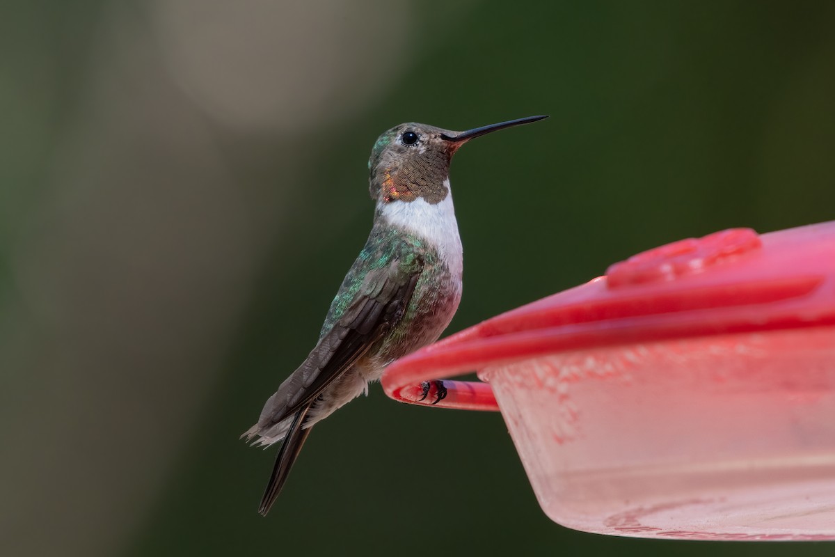 Broad-tailed Hummingbird - ML330122321