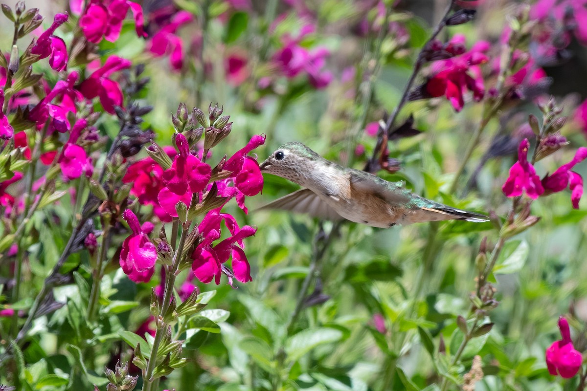 Broad-tailed Hummingbird - ML330122661