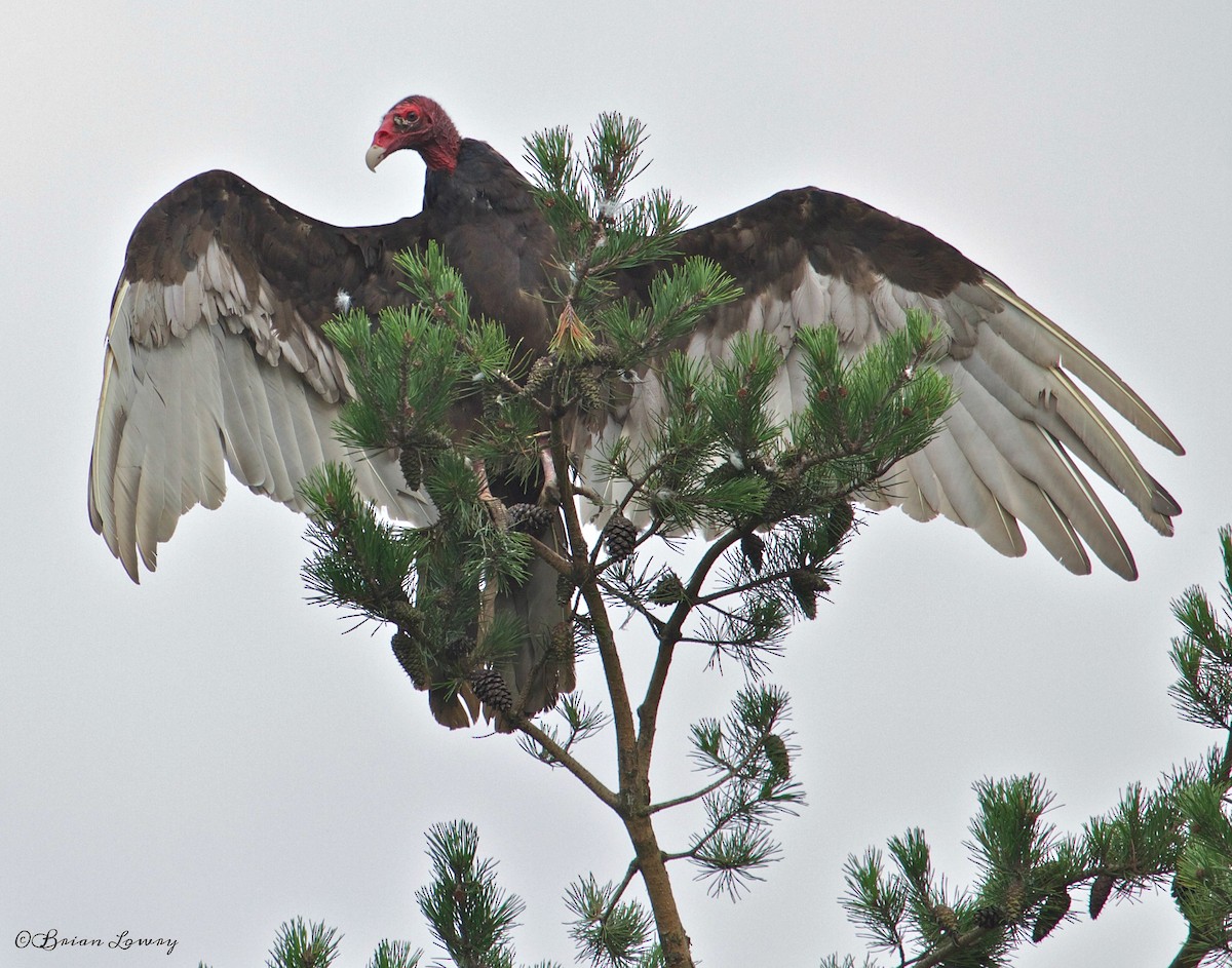 Turkey Vulture - Brian Lowry
