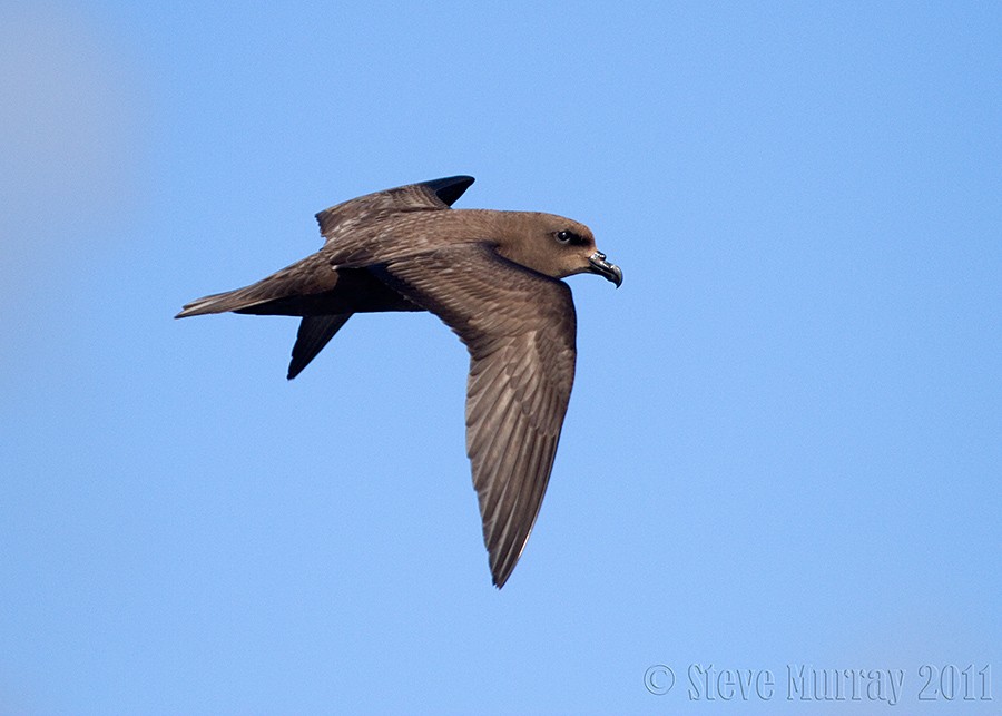 Great-winged Petrel - Stephen Murray
