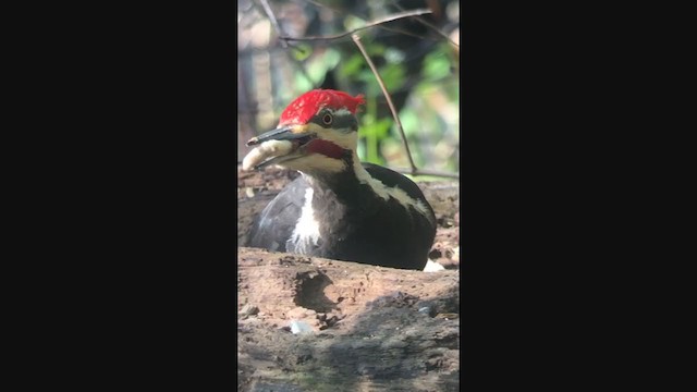 Pileated Woodpecker - ML330130241