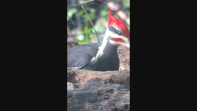Pileated Woodpecker - ML330130471
