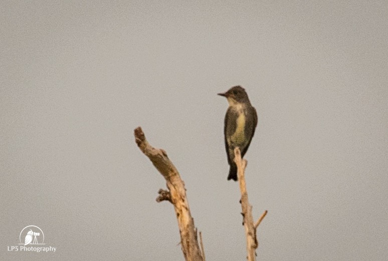 Olive-sided Flycatcher - Laurie Pocher
