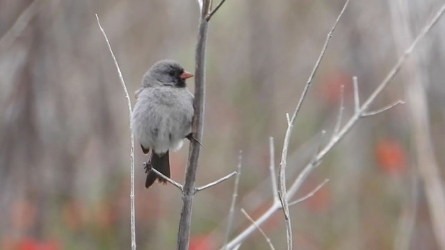 Black-chinned Sparrow - ML330131911