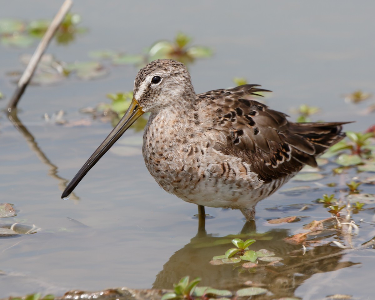 Long-billed Dowitcher - ML330133711