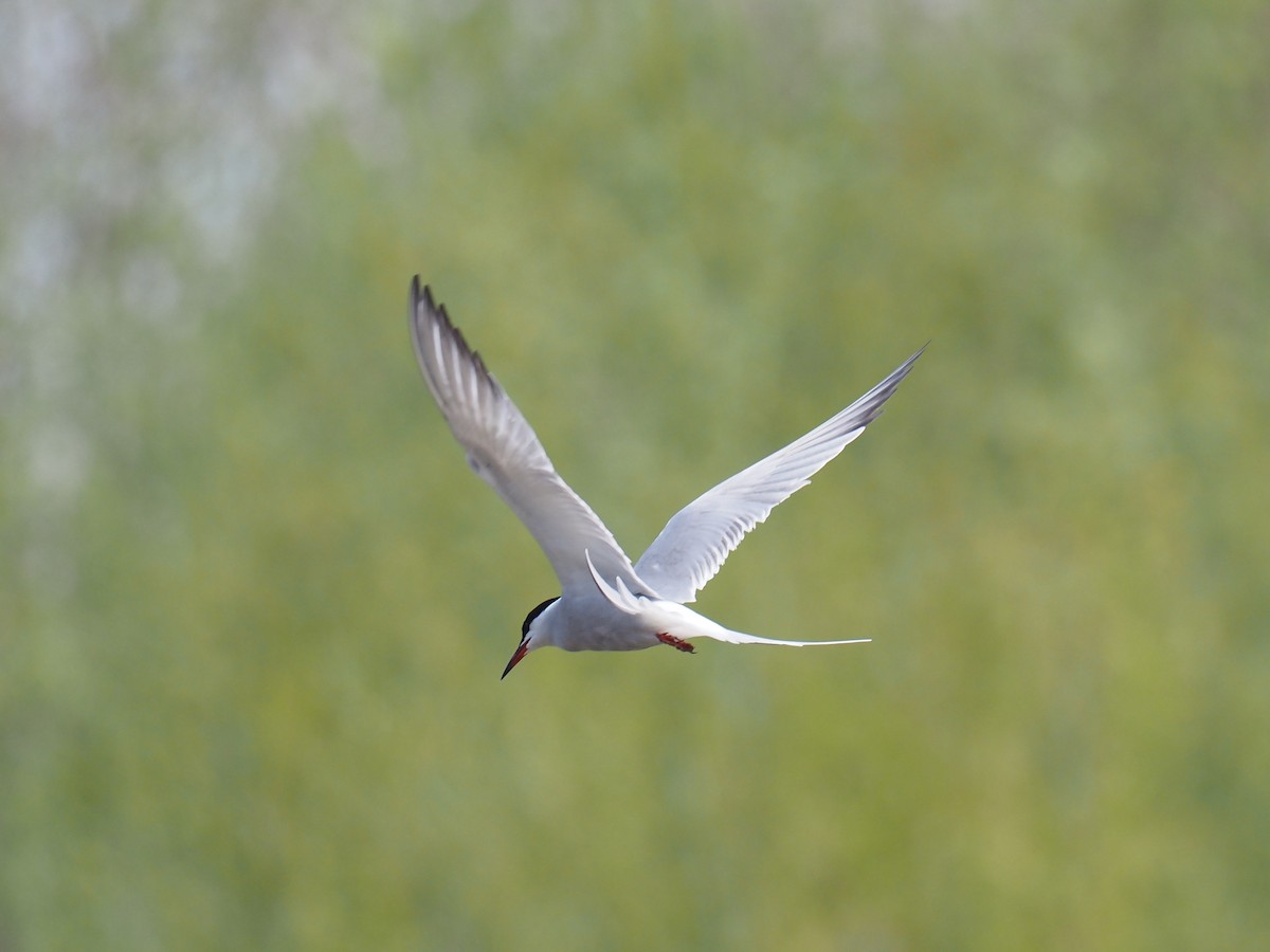 Common Tern - ML330134031