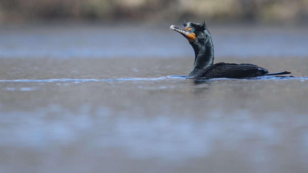 Double-crested Cormorant - Reed Robinson
