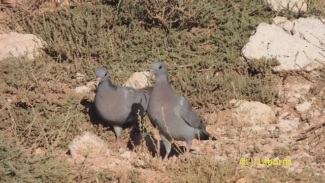 Pigeon colombin - ML330149081