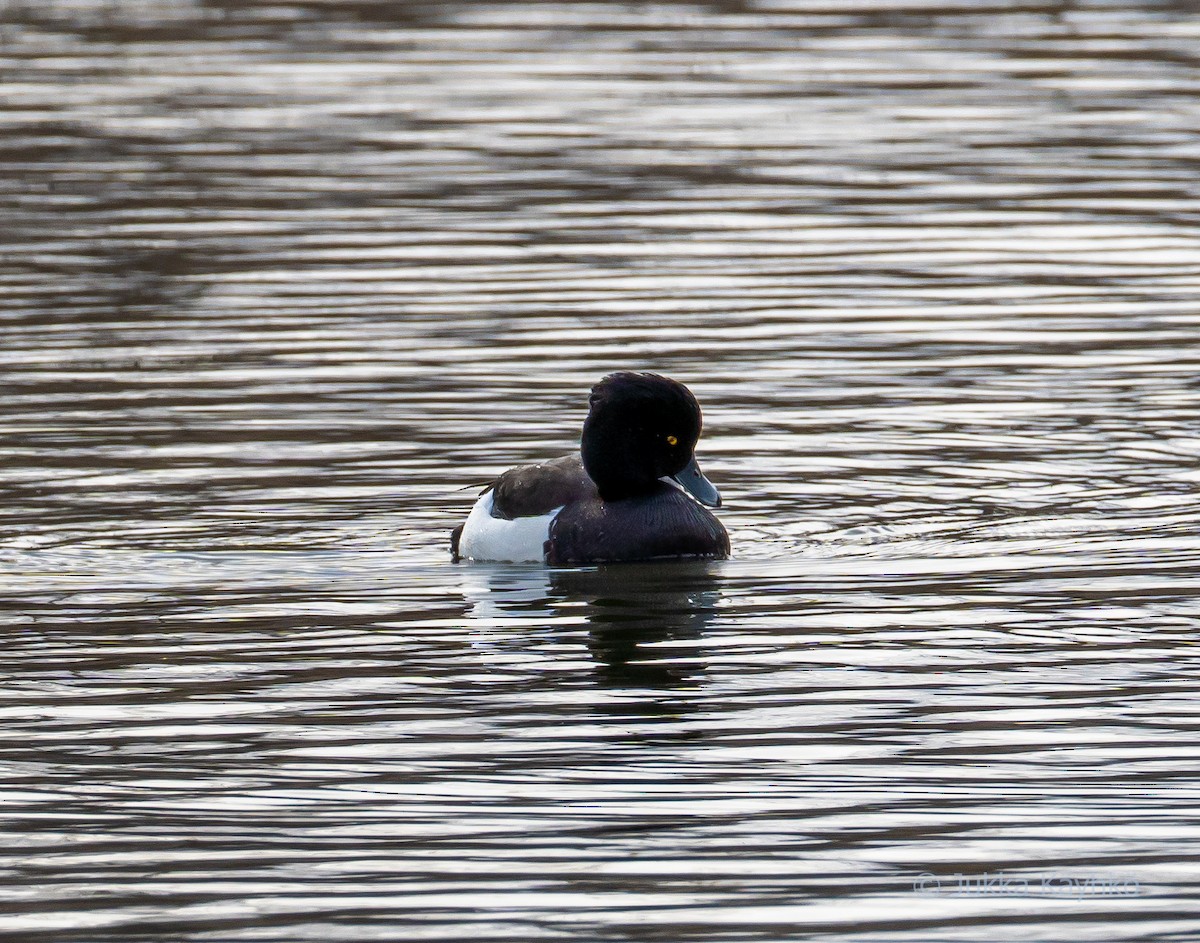 Tufted Duck - ML330149351