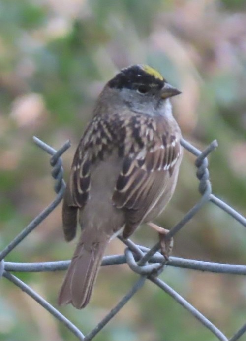 Golden-crowned Sparrow - ML330149881