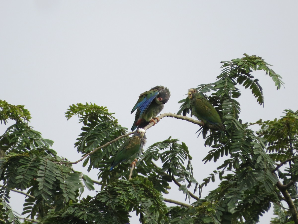 White-crowned Parrot - ML33015031